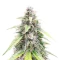 Semillas Feminizadas OG Kush Autoflower (Humboldt Seed Company)