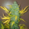 Original Auto Sour Diesel (Fast Buds)