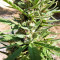 Semi femminizzati Panama (CannaBioGen)