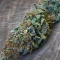 Planet Of The Grapes Auto Seeds (Ethos Genetics)