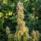 S.T.D feminized seeds