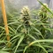 Strawberry Cough Auto Seeds