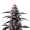 Zoap Seeds