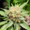 Violet Kush Auto feminized seeds