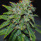24K Gold (Kosher Tangie) Seeds
