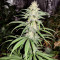 Lemon OG Kush Seeds