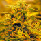 Jack 47 Auto Seeds