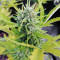 Mexican Airlines Auto (Fast Buds)