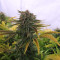 Critical Kush Seeds