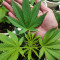 Ghost Rider OG Seeds