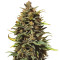 Auto Gigabud (G13 Labs)