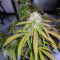 Hindu Kush feminized seeds