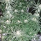 King Kong Seeds