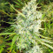 Malawi Breeders Pack feminized seeds