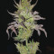 Semi femminizzati Monster Bruce Banner