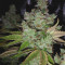 Graines de cannabis Ocean Grown Cookies (Dinafem Seeds)