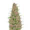 Pakistan Chitral Kush Breeders Pack semi femminizzati
