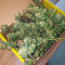 Sherbert Dab (Big Head Seeds)