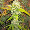 Sherbet (Seedstockers)