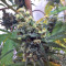 Shiva Shanti II Seeds