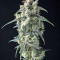 Strawberry Banana feminized seeds