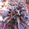 Thai Chi feminized seeds
