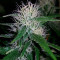 Graines de cannabis Titan's Haze regular (Flying Dutchmen)