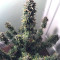 White Crystal Meth Auto cannabis strain