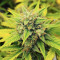 Also Know 47 Autoflower Feminized Seeds (Seedkeepers)