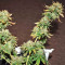 Blue Sherbet S1 strain