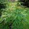 Blueberry (Herbies Seeds)