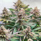 Graines féminisées de Glue Cookies (AlphaFem Seeds)