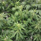 Glueberry (Expert Seeds)