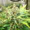 Graines de Godzilla Original Glue GG#4 Auto (Herbies Seeds)