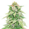 Semi femminizzati GG#4 Original Glue Autoflower