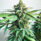 Hero Cookies Feminized Seeds (AlphaFem Seeds)