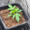 Lemon Skunk (Herbies Seeds)