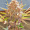 Red Hot Cookies Seeds (Sweet Seeds)