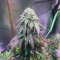 Semi di cannabis Z fem in vendita
