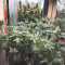 Buy Strawberry Eclair feminized seeds by G13 Labs