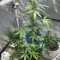 White Widow Auto (Herbies Seeds)