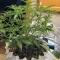 Godzilla Cookies Auto จาก Herbies Seeds