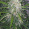 Orange Sherbet Seeds - Cannabis Strain Seeds for Sale