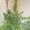 Orange Sherbet Seeds - Cannabis Strain Seeds for Sale