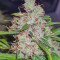 Vente de graines de cannabis Northern Light (RQS)