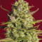 Strawberry Pie Seeds - Cannabis Strain Seeds for Sale