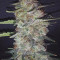 Purple Punch Seeds (Fast Buds) - Cannabis Strain Seeds for Sale