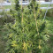 Eleven Roses Seeds (Delicious Seeds) - Cannabis Strain Seeds for Sale