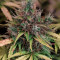 Auto Tutankhamon Seeds - Cannabis Strain Seeds for Sale