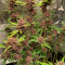 C4 Seeds - Cannabis Strain Seeds for Sale